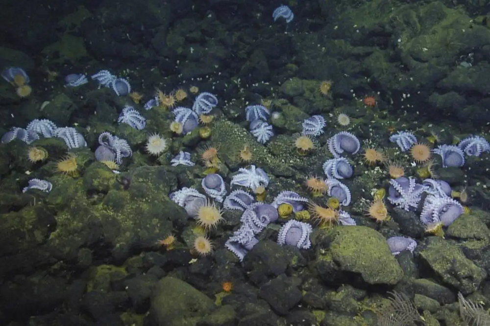Таинственное место на глубине 3 км, где осьминоги заканчивают свой жизненный путь