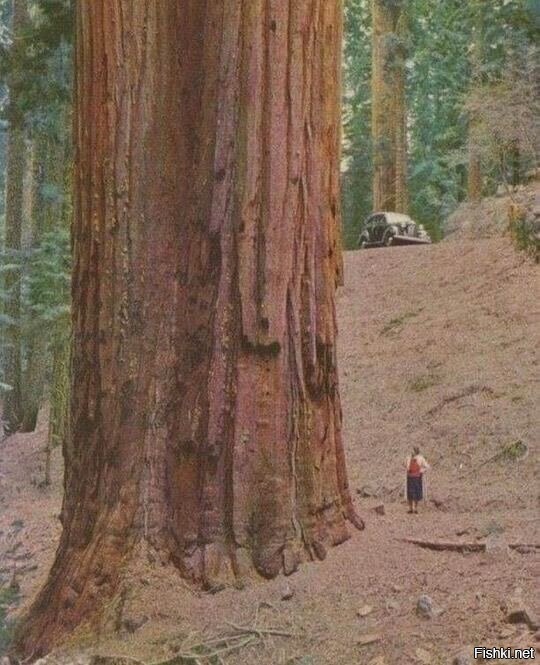 Женщина и огромное дерево секвойя, 1950-е