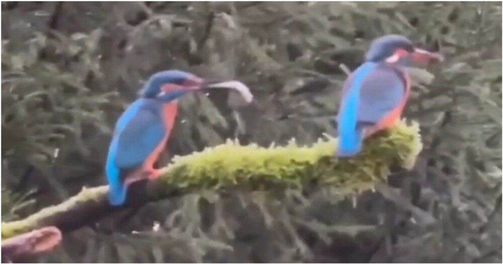 Попытка птицы найти подход к обиженной подруге