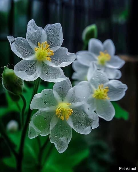 Двулистник Грея – это цветок, который при дожде становится прозрачным