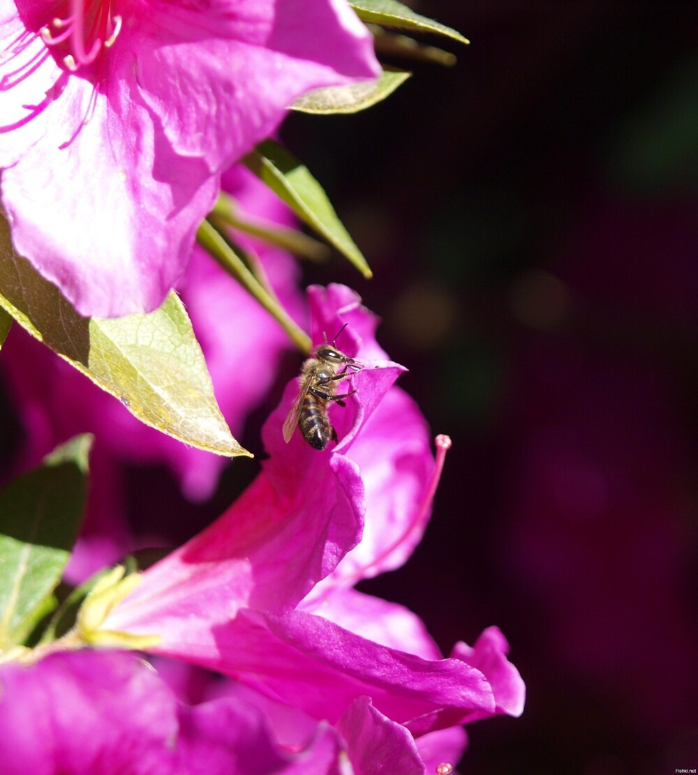 Пчёла на цветке рододендрона