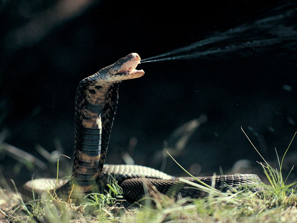 Плюющиеся кобры: эти змеи научились стрелять ядом с дистанции