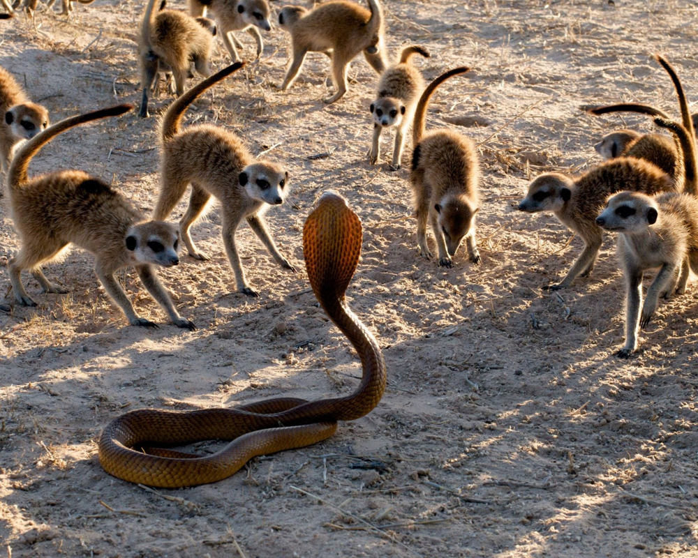 Плюющиеся кобры: эти змеи научились стрелять ядом с дистанции