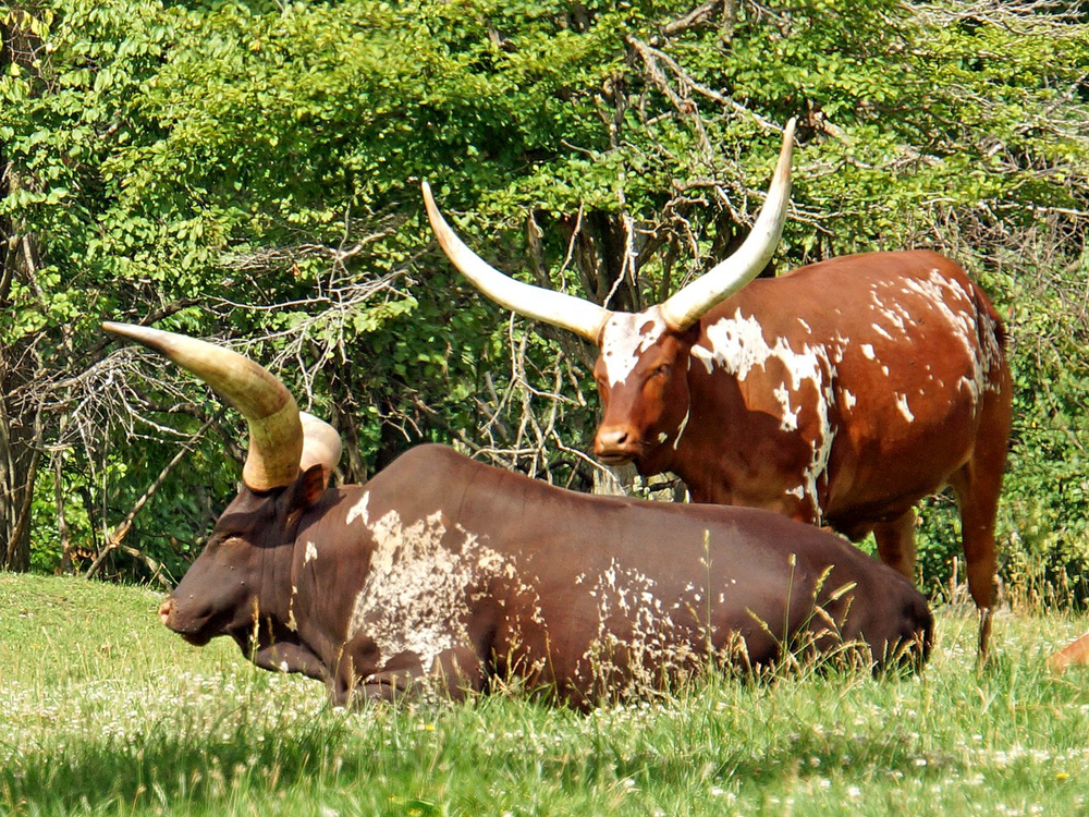 Ватусси: зачем у этих африканских коров такие огромные рога?