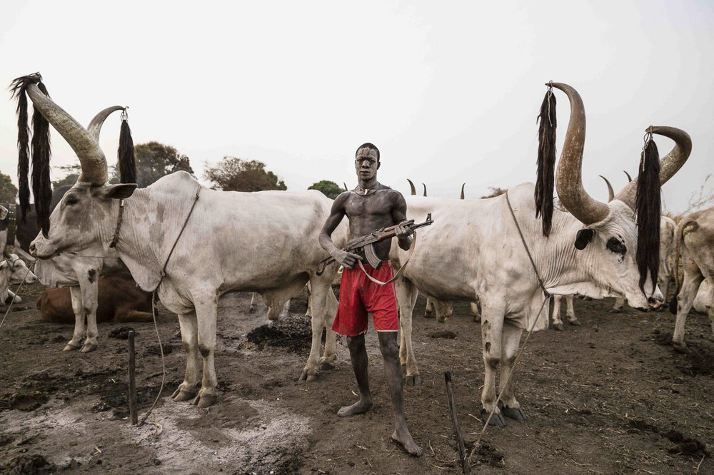 Ватусси: зачем у этих африканских коров такие огромные рога?