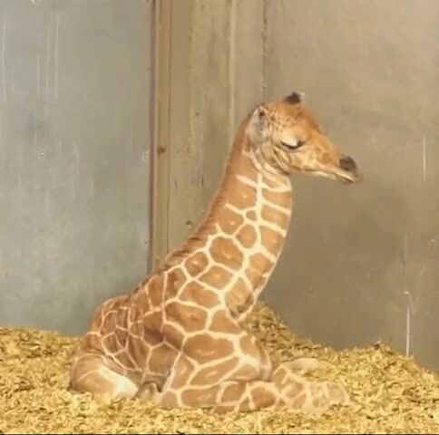 Факт о маленьких жирафах 