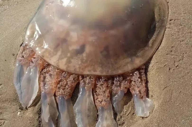 "Могут уничтожить город": на пляже заметили "инопланетных" медуз и крабов