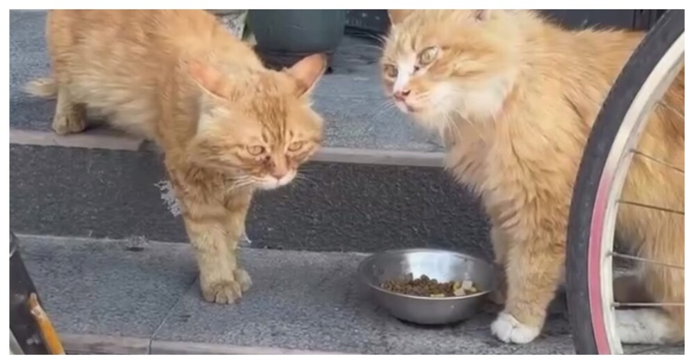Несостоявшаяся битва котиков за корм