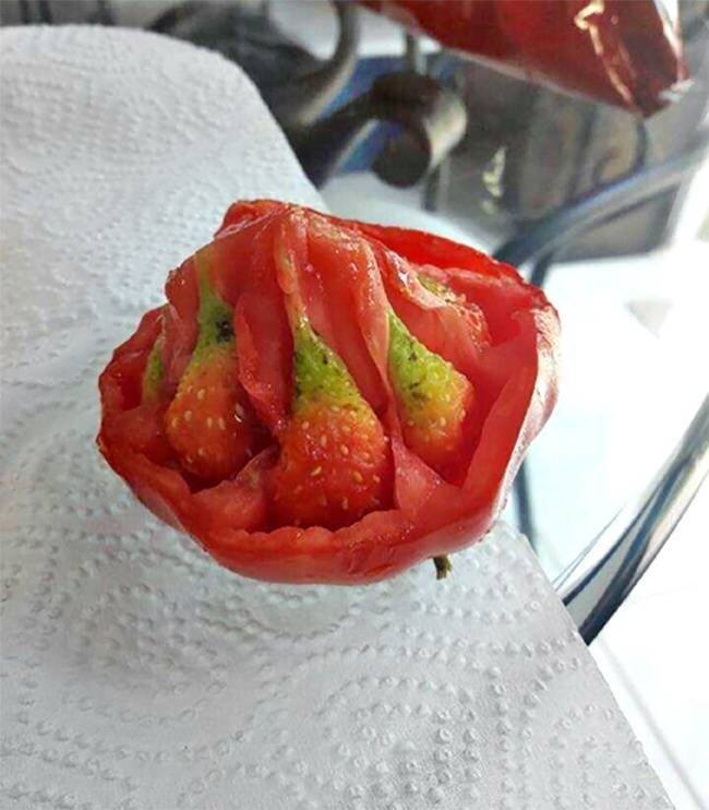 14. Этот помидор выращивает внутри клубнику