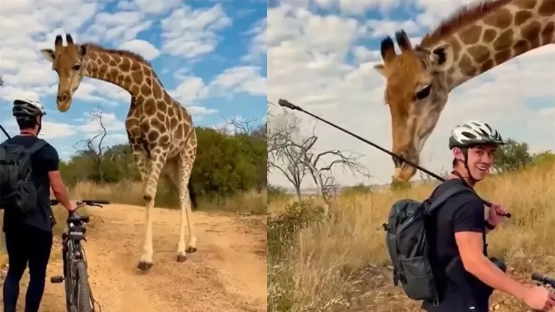 Близкая встреча с жирафом