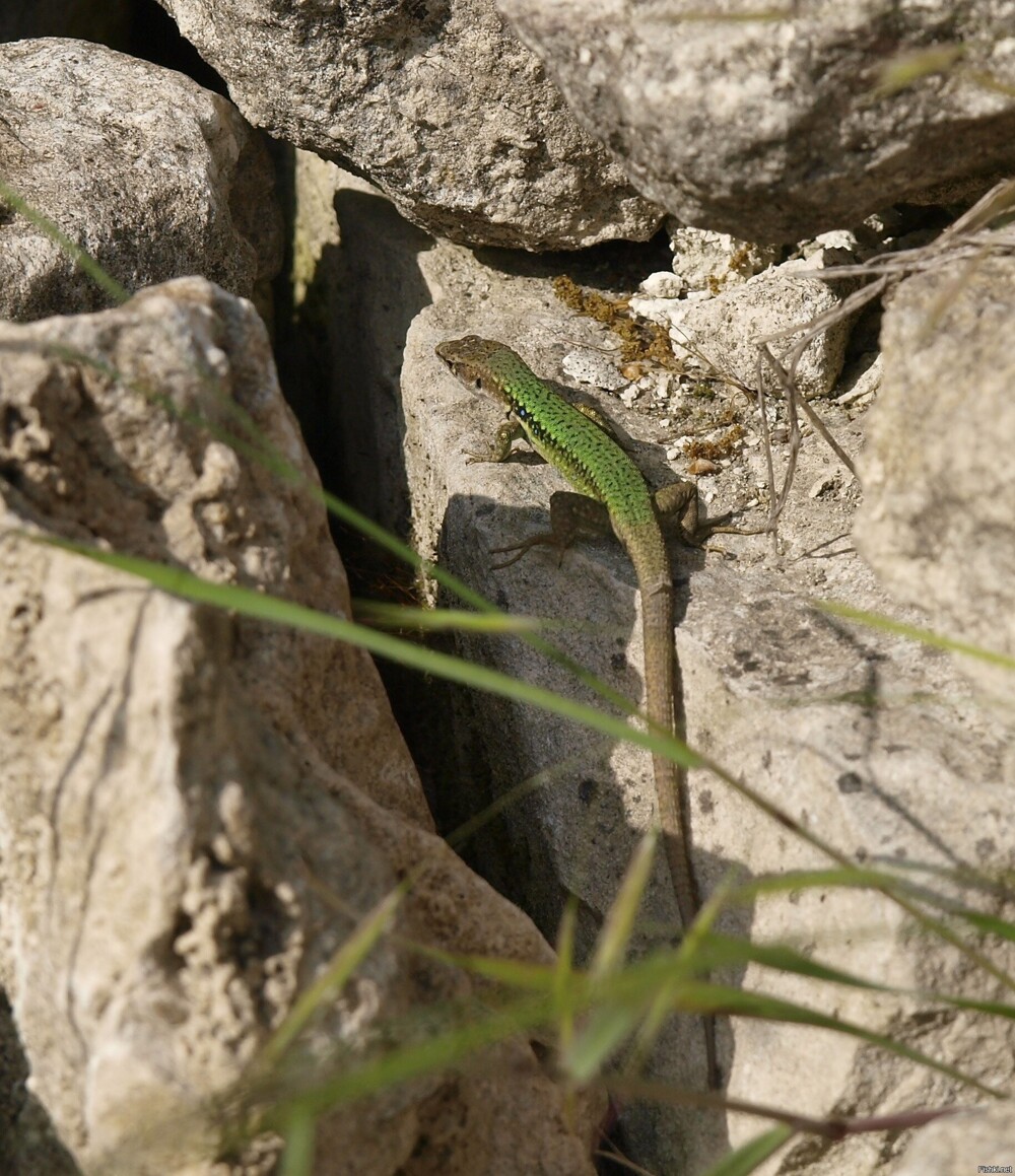 Западнокавказская ящерица, краснокнижный экземпляр