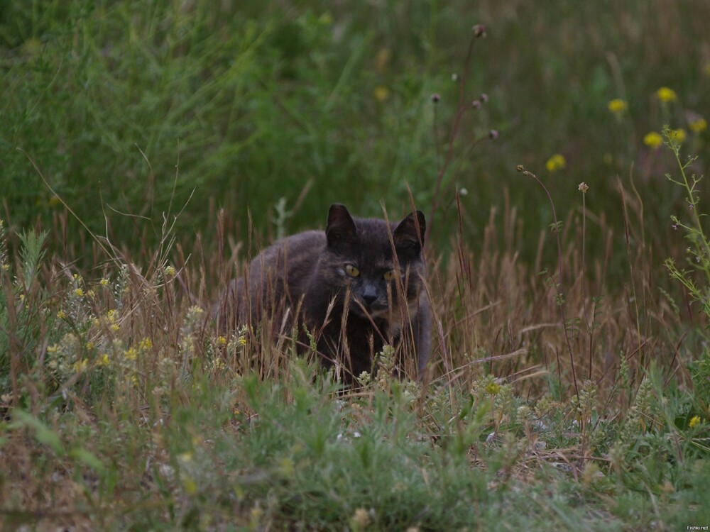 Крымская кустарниковая кошка 