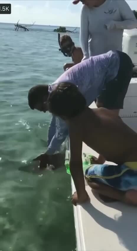 Во Флориде мужик решил поиграть с небольшой акулой, а она откусила ему мизинец 
