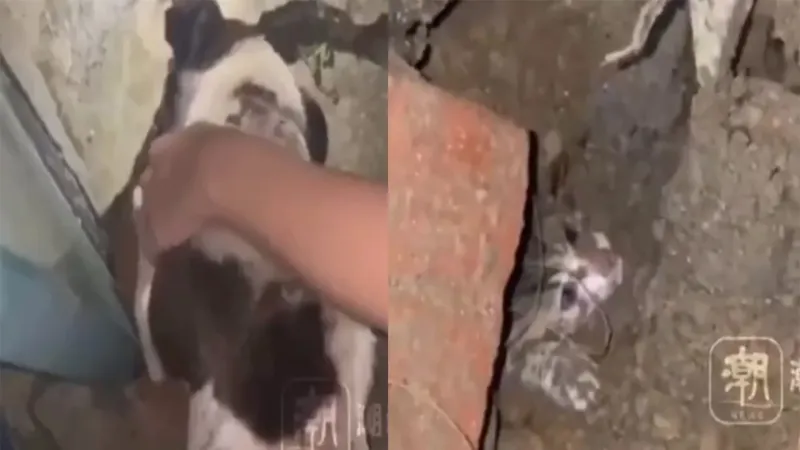 Уличный пёс стёр лапы, усердно пытаясь спасти крошечного котенка