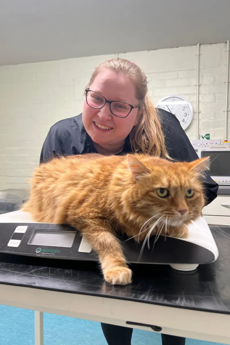 Диета не спасала: ветеринары помогли коту похудеть необычным способом