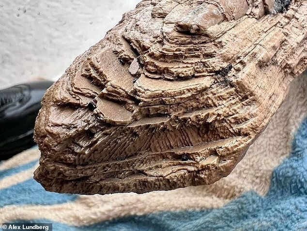 "Сверхредкое" открытие: рыбак нашел доисторического монстра, которому около 10 млн лет