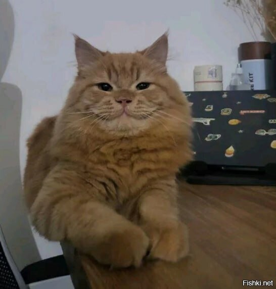 В сети завирусились фото улыбчивого рыжего кота