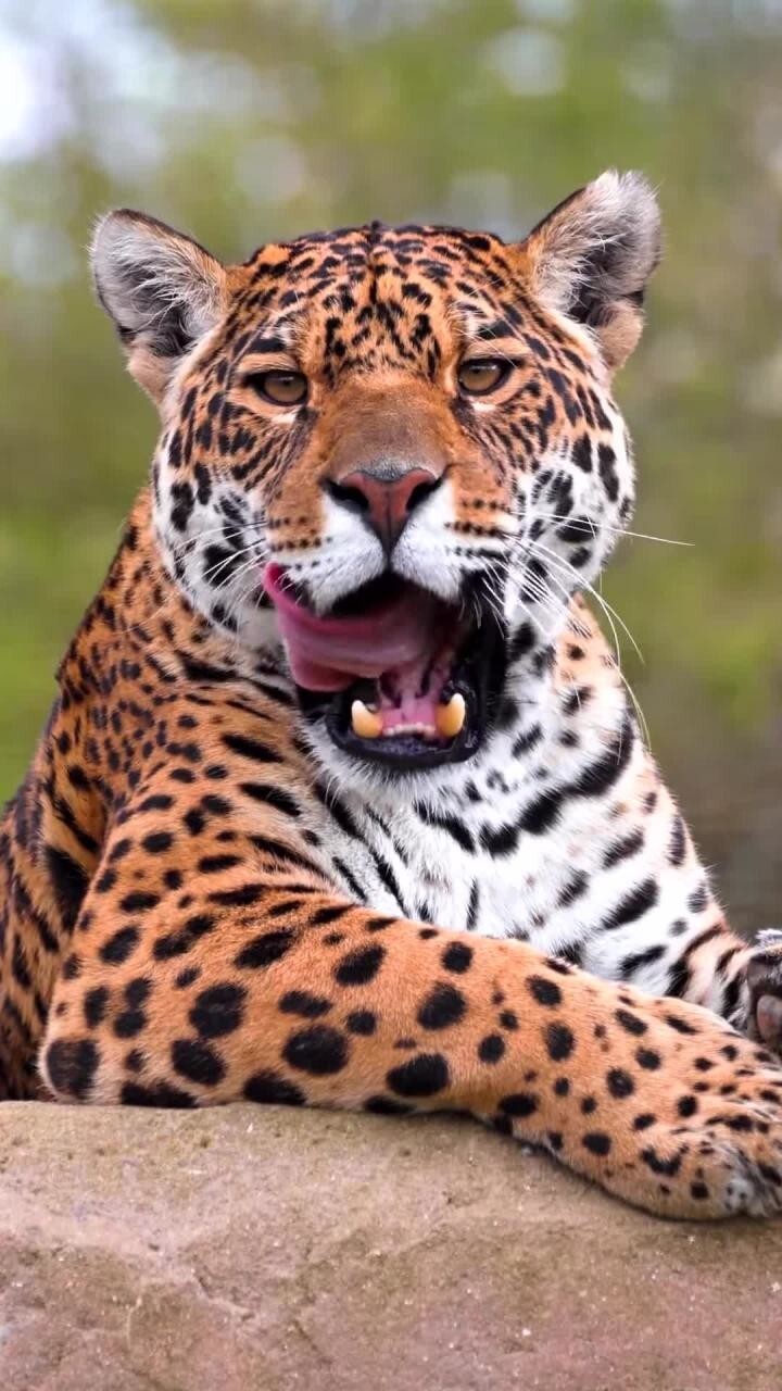 Пристальный взгляд ягуара Киры 