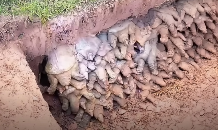 Десятки черепах в спячке глубоко под землёй: странный феномен