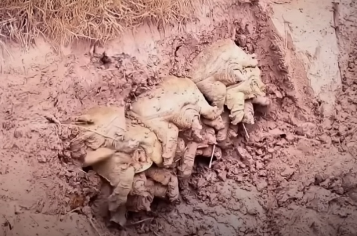 Десятки черепах в спячке глубоко под землёй: странный феномен