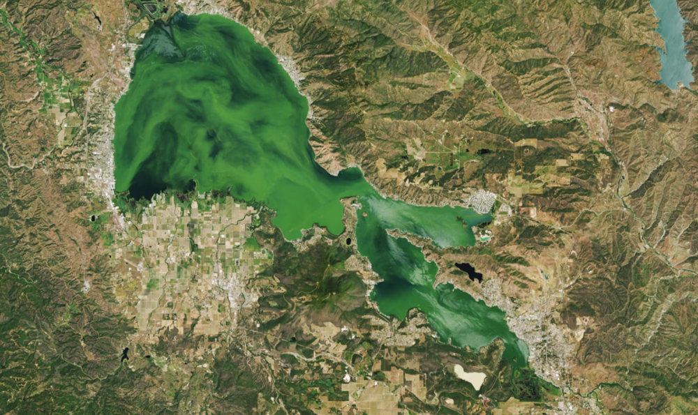 Может стать проблемой: озеро так сильно позеленело, что его видно из космоса