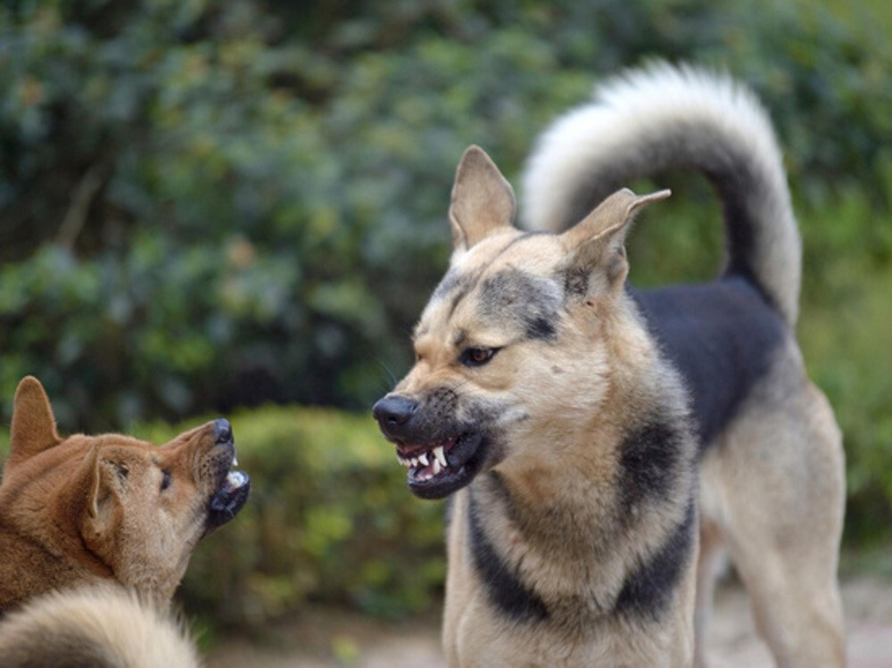 В Астрахани зоозащитники выпустили агрессивных собак из приюта для бездомных животных