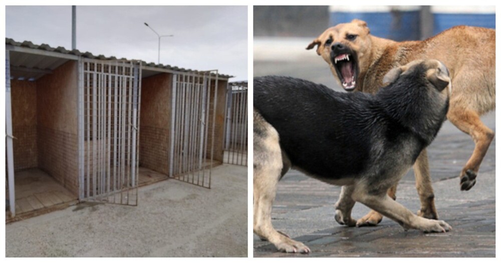 В Астрахани зоозащитники выпустили агрессивных собак из приюта для бездомных животных