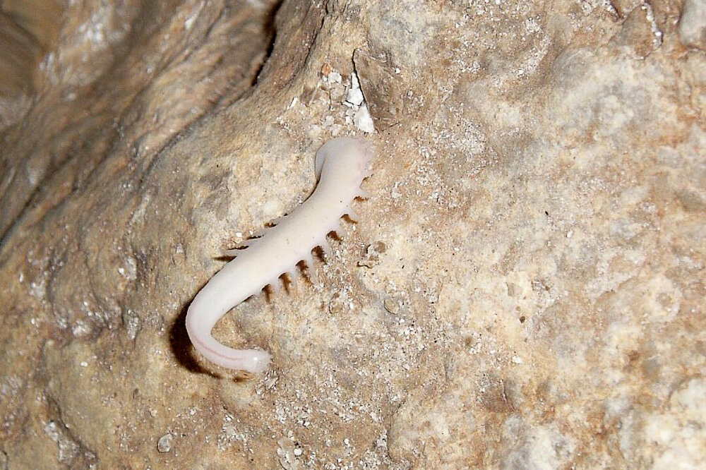 Загадочное существо, которое нашли учёные в пещере на глубине 1,5 км