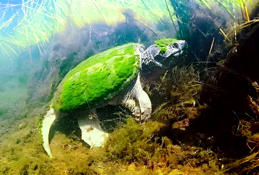 Для чего черепахе нужен "волосатый" панцирь, окрашенный в ярко-зелёный цвет