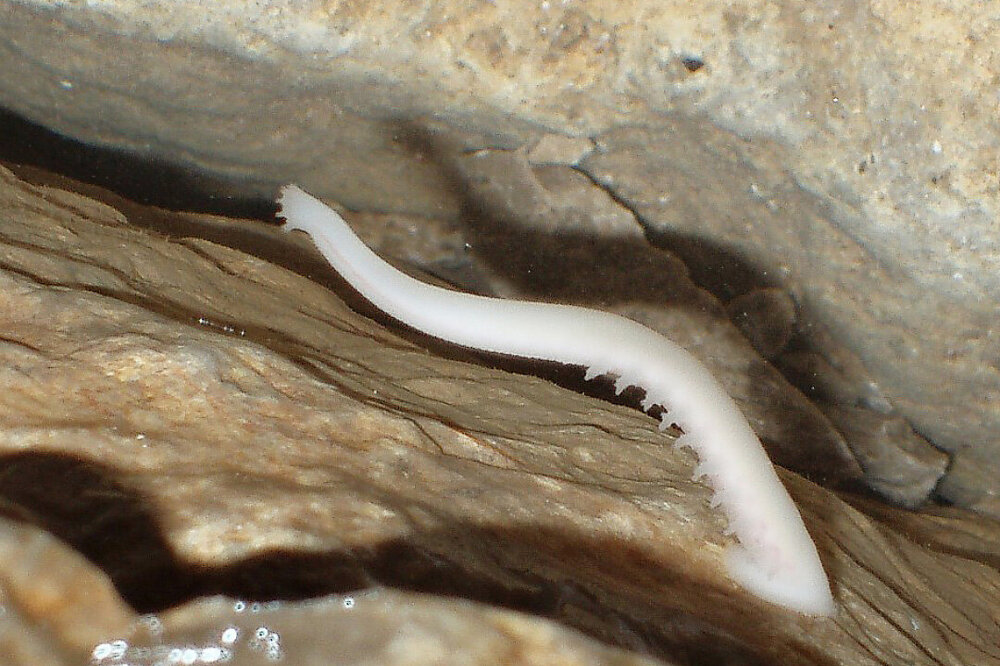 Загадочное существо, которое нашли учёные в пещере на глубине 1,5 км