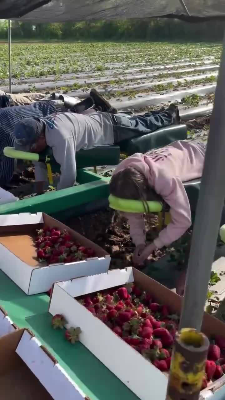Так выглядит сбор ягод на полях Арканзаса (США) 