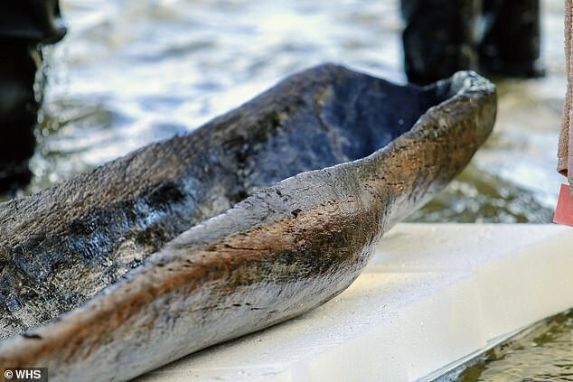 На дне озера в Висконсине нашли доисторические каноэ