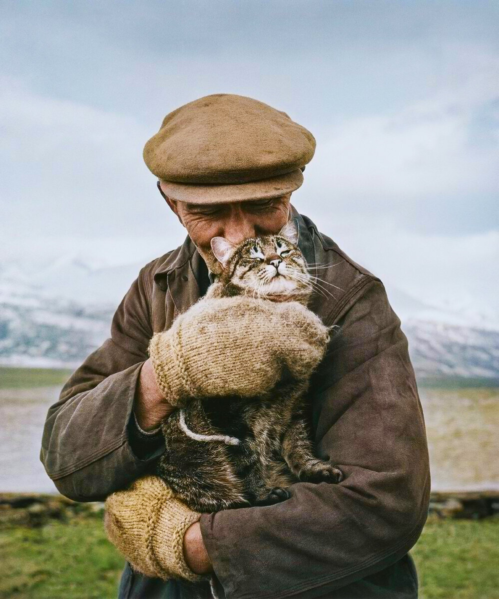 Подборка смешных и забавных фотографий с котами, которые поднимут настроение