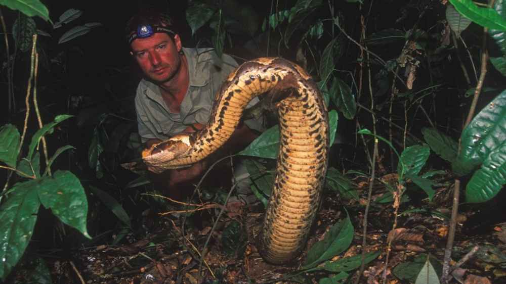 Габонская гадюка: знаменитая толстая змея с сильнейшим ядом