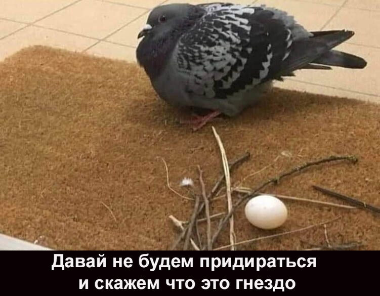 Почему у голубей такие странные гнезда, что не так с этими птицами?