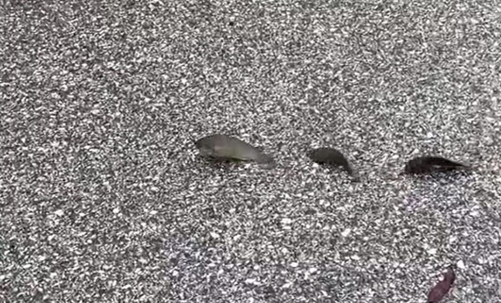 Группа рыб переходит дорогу