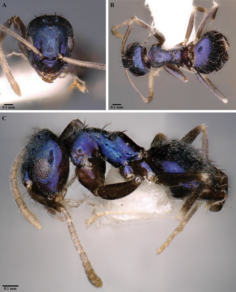 В отдаленной индийской долине Сианг открыт необычный вид синих муравьев