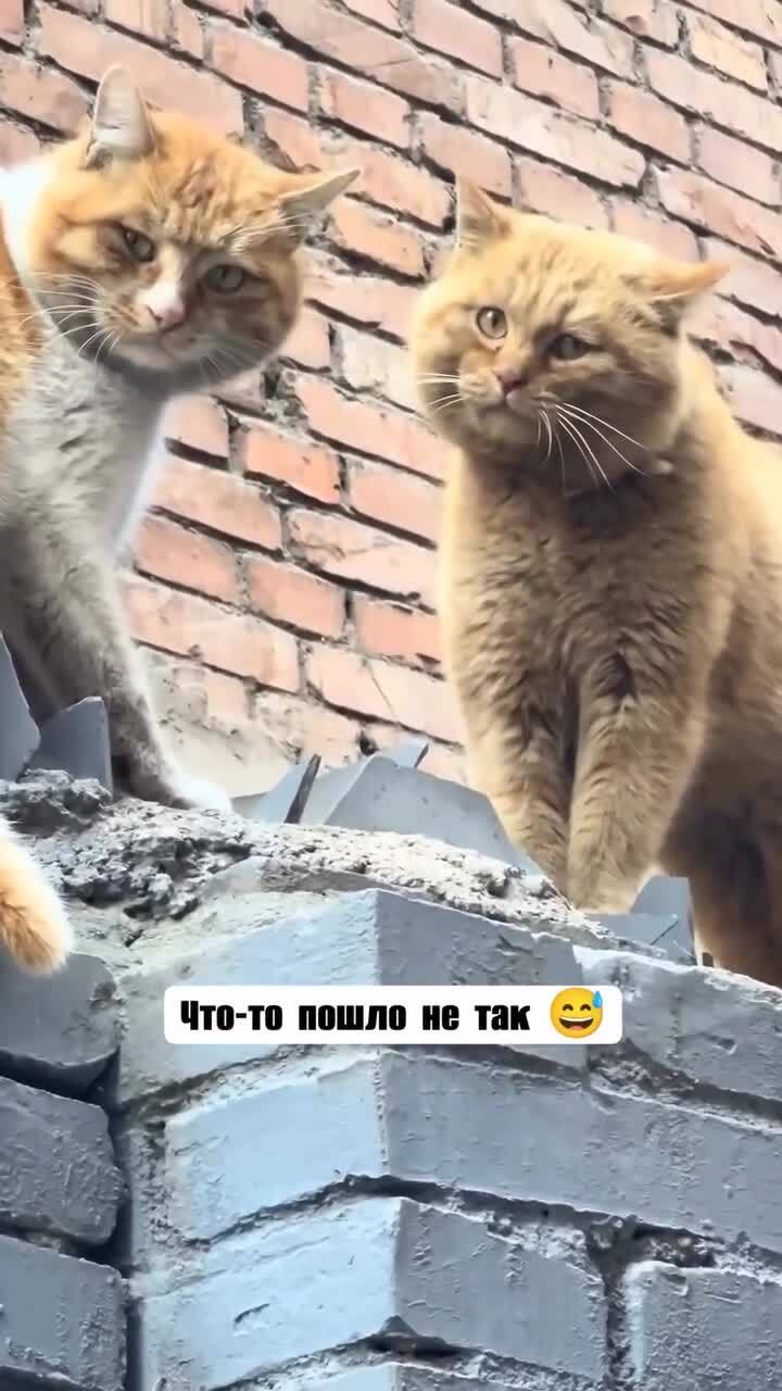 Зная язык кошек, можно драку предотвратить) 
