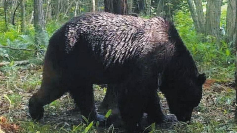 Медведи-людоеды терроризируют японцев