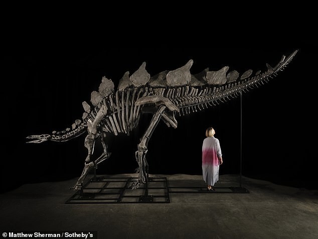 На аукционе впервые будет продан скелет стегозавра
