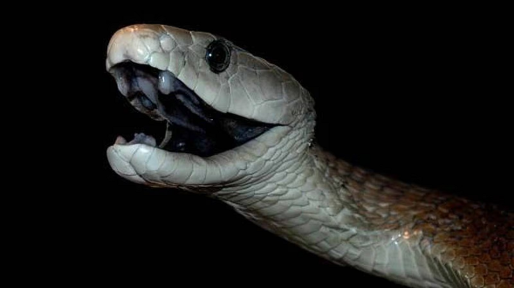 Бросается без предупреждения: почему у чёрной мамбы самая чёрная репутация среди змей?