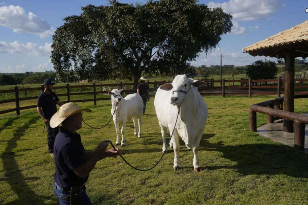 "Накормим весь мир": как выглядит корова стоимостью 4 миллиона долларов