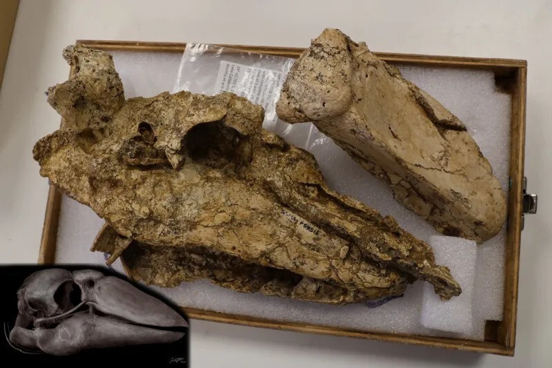 230-килограммовые "гигантские гуси" обитали в Австралии 50000 лет назад