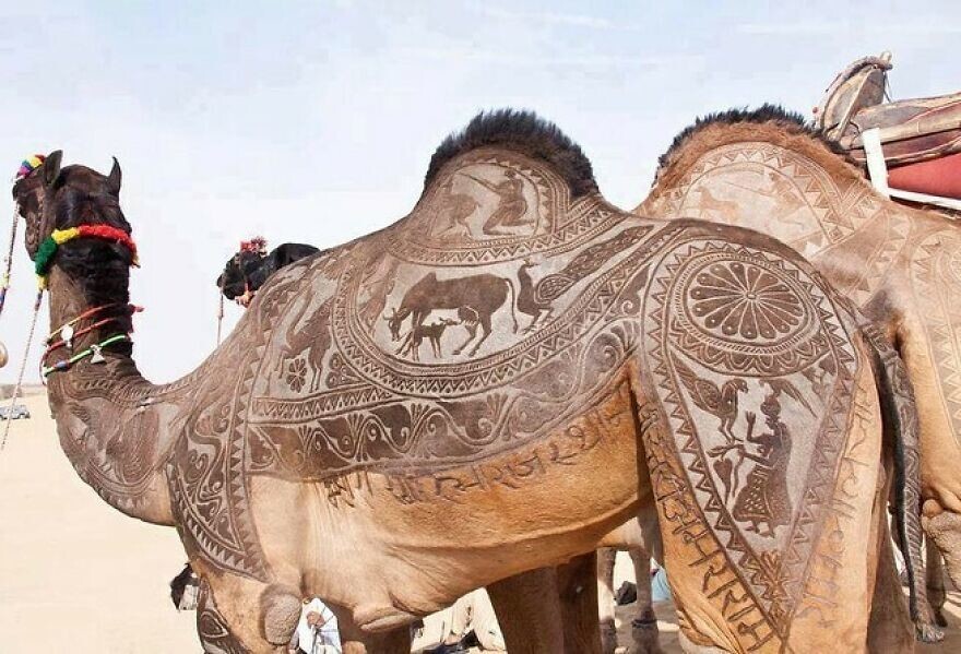9. «В пустыне Тар кочевники так гордятся своими верблюдами, что вырезают на их мехе замысловатые узоры»