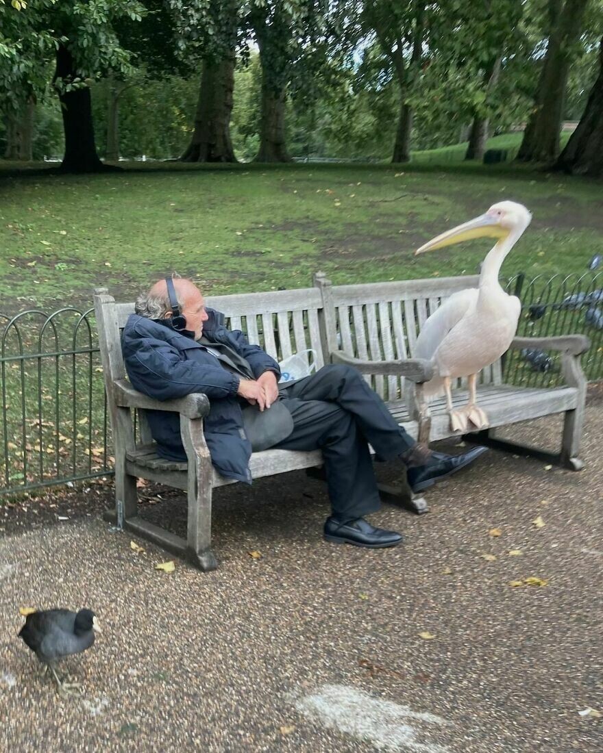 29. «Пеликан отдыхает с другом в парке Сент-Джеймс в Англии»
