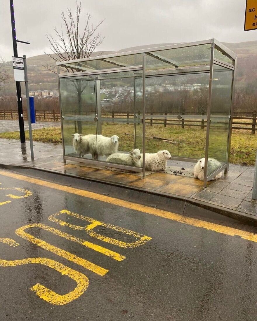 10. «Овцы укрываются от дождя на автобусной остановке в  Ирландии»