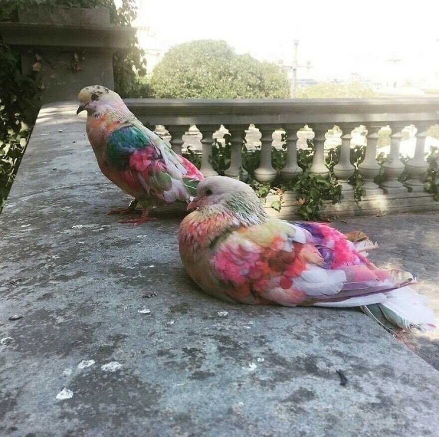 27. «Разноцветные голуби из региона Мурсия в Испании»