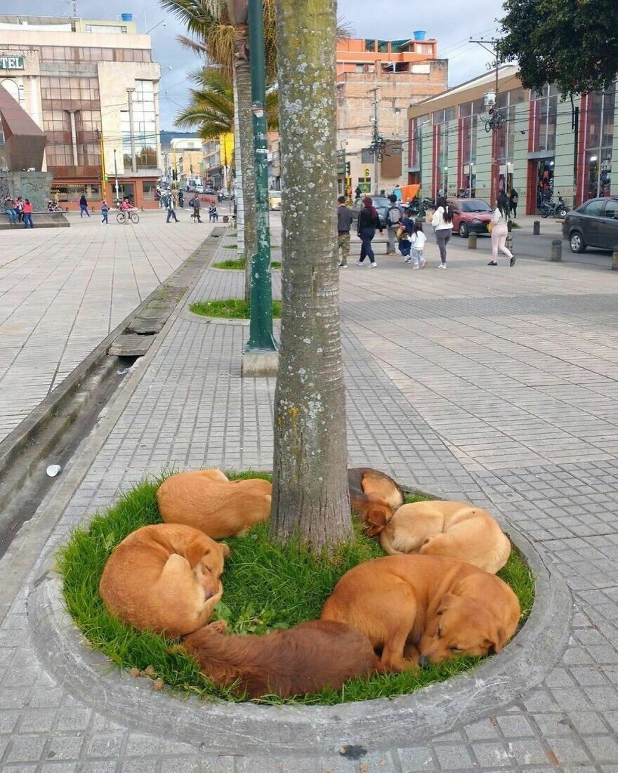 11. «Бездомные собаки в Бразилии отдыхают, расположившись вокруг дерева»