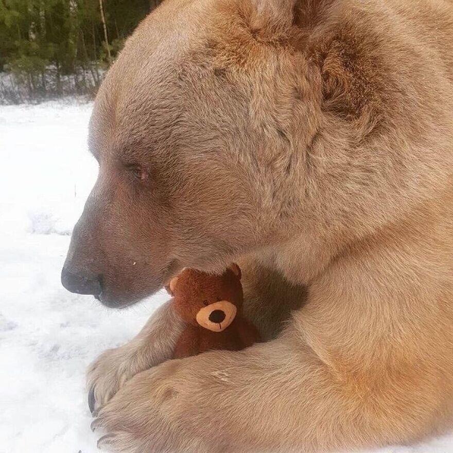 2. «Мама-медведица потеряла своего детеныша, и ей дали взамен плюшевую игрушку, чтобы она почувствовала себя лучше»