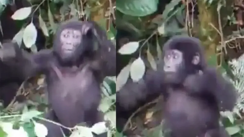 Детеныш гориллы учится бить себя кулаками в грудь